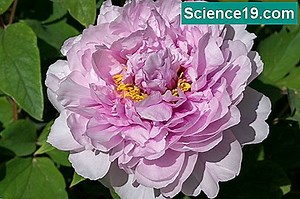 Karakteristike katalaznog enzima 💫 Znanstveno-Popularni Multimedijalni Portal. 2025