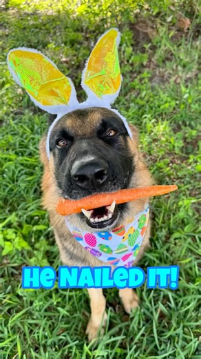 My German Shepherd’s Easter 🐣🐰 | Cute Easter Dog Photos