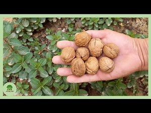 Don't throw away the walnut shells: an unexpected consequence for the plant