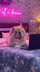 Kariar banana hai😬👀 #talkingchiklu #chiklunanmol #comedy #reels | AnmolnChiklu Duo