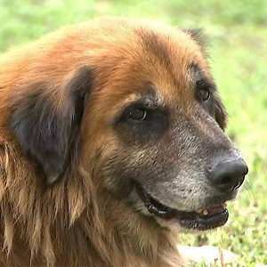This resilient dog named Otis became famous after being seen carrying a bag of dog food during Hurricane Harvey. His full story is told this Saturday on Animal Planet's special Surviving Harvey: Animals After the Storm. | Animal Planet