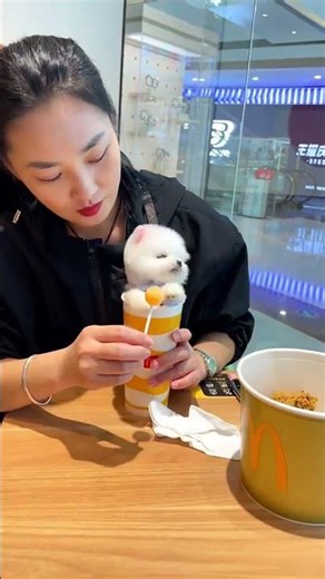 I’m A Tiny Teacup Puppy! Fitting In A Coffee Mug—Adorable Or What? ☕🐶 #TeacupPuppy