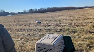 It is a beautiful day to release our Sandhill Crane colt amongst thousands of its own kind at Jasper Pulaski State Fish and Wildlife Area !! It has come a long way from the nearly 2lb baby that was admitted back in May!! www.humaneindiana.org/wildlife-donate | Humane Indiana Wildlife