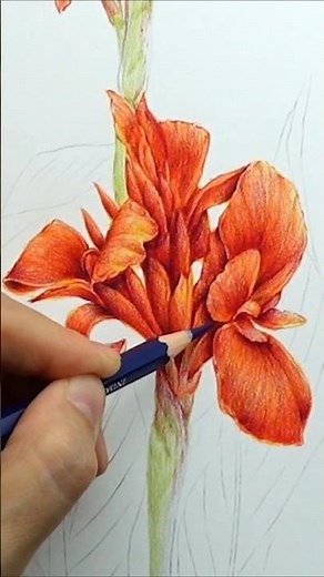 How to Draw Canna Flower 🌺 | Colored Pencil Tutorial (칸나 그리기)