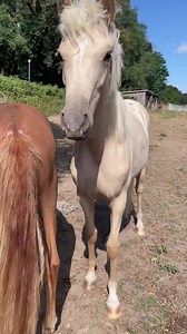 Bambi wants „a chocolate“ 🍫♥️ Sie ist so süß 🥰 #constarsbiscottina #constars #biscottina #bambi #chocolate #palomino #jährling #jungpferd | Con Solido