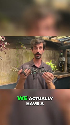 New species of dwarf crocodile! #crocodile #zoo