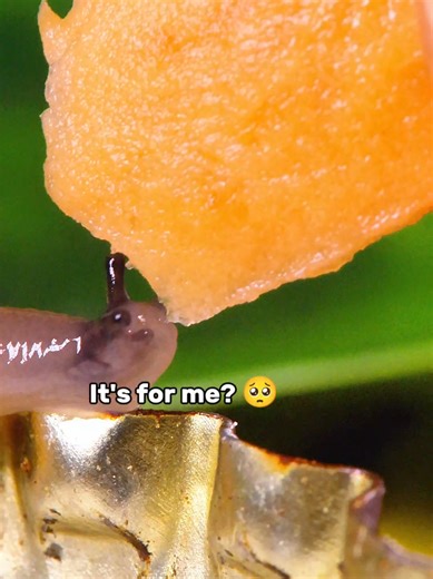 Hand Feeding Cute Slugs with Sweet Potatoes