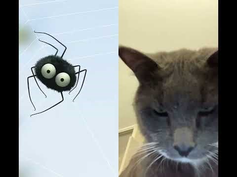 My cat watches minuscule video he keeps hitting the screen with his paw