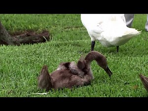 29 baby swans released on Lakeland's famous Lake Morton
