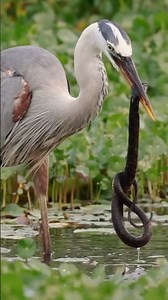 Brave Heron vs Deadly Snake | Nature’s Intense Battle in the Wild #amazinbirdw