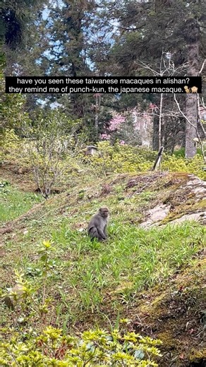 they look so peaceful 🐵 #foryou #punchkun #punch