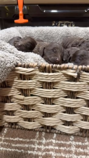 Boykin spaniel puppies for adoption and rehoming. | One week old tomorrow. This is our largest female litter we have had. 8 females & 2 males!💛 | Instagram