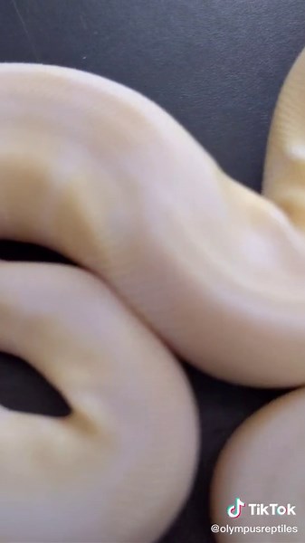 Rare Snow Ball Python Unboxing!