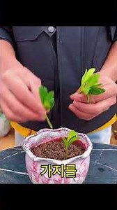 How to Successfully Propagate Azaleas 100% of the Time 🌱