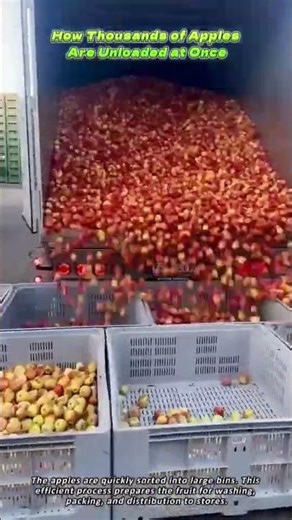 How Thousands of Apples Are Unloaded at Once