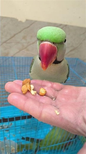 Dear Mitthu So Cute 🦜❤️🌈#shorts #viral #cuteparrot #pahaditota #talkingparot