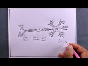 how to draw nerve cell diagram easily