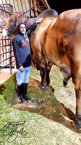 American brahman bull with immense power and size | Biggest Bulls Photography