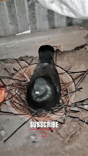 Fancy pigeon farming method / ফেন্সি কবুতর পালন পদ্ধতি #pigeon #farming #farmerslife