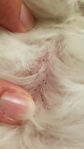 Seed Ticks on my dog