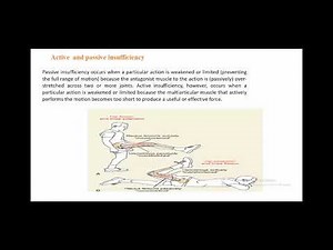 Muscle Test (1st term ) - lec 1