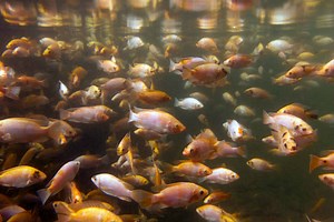 FAO and Partners Move to Support African Aquaculture | Aquaculture