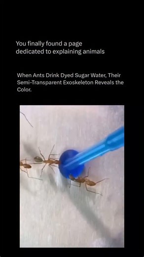 Explaining All Animals on Instagram: "Follow @explaining.animals to learn everything about animals one post at a time 🧠🔥 When ants drink dyed sugar water, their semi-transparent exoskeleton allows the color to show through their bodies, creating a vivid and fascinating display of how their internal systems work. Unlike humans, ants have a thin, translucent outer shell that lacks pigmentation, allowing light and color from consumed substances to be visible through their abdomen. This phenomenon