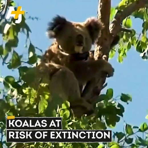 "They cannot survive at these lower numbers. And if we have more fires? It's just going to get worse."⁣ As many as 4,000 koalas could have been killed in the bushfires in New South Wales, Australia. And that's pushing this vulnerable animal closer to extinction. | AJ