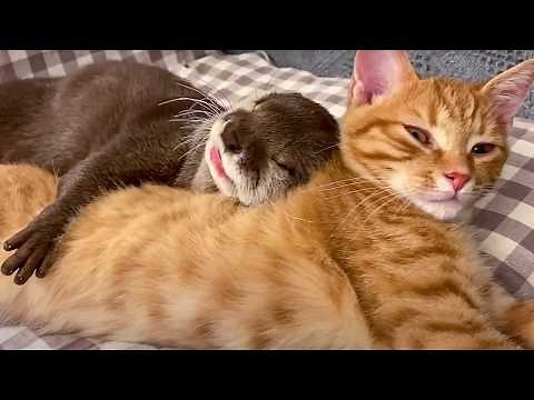 Best friends! An otter can't sleep without his beloved cat 😻 !