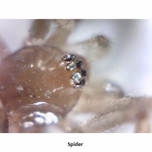 ViTiny UM02 USB handheld microscope for PC Mac and Android Phone tablet