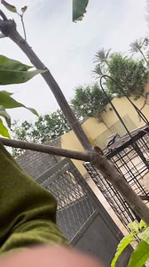 21K views · 205 reactions | Uromastyx aegyptia lizard mating | سامي محمد | Facebook