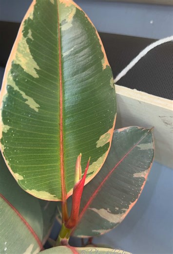Ficus Elastica Ruby: The Perfect Plant for Happiness