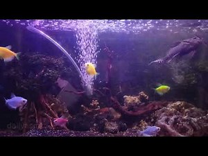 ASMR Sound of Aquarium Water Pump with Colorful Fish Swimming Around 🌊🐠✨