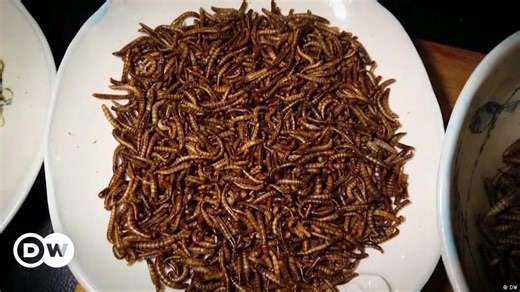 Taking a bite out of edible insects
