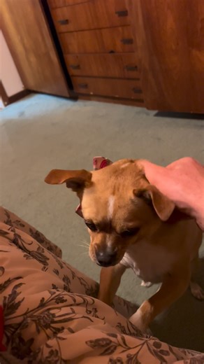 Word! 🐕 | Ronnie Broad