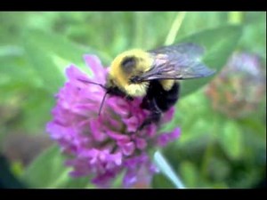 Pollinating Bees Clover Habitat