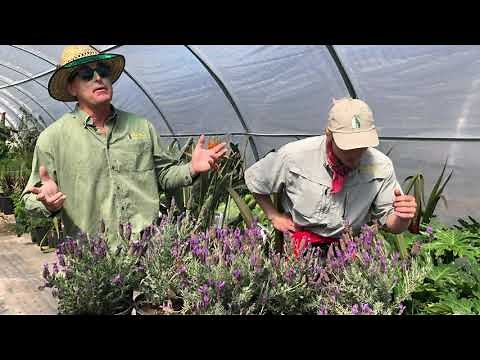 Plant Spanish Lavender | Vivero Growers Nursery | Austin Texas