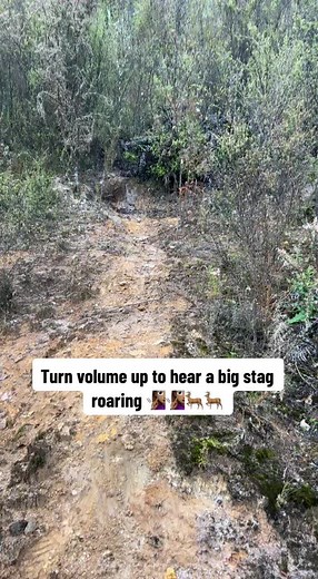 Red Stag Roaring in Natural Habitat | Deer Hunting Sounds