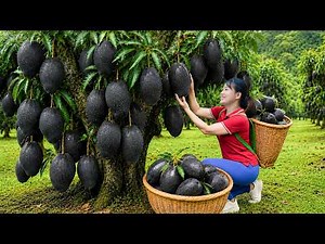 Harvesting Rare Black Mangoes , Giant Red Pineapple & Sell at The Market | Traditional Village Life