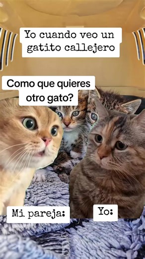 Hilarious Cat Meme Reactions! 🐱😂