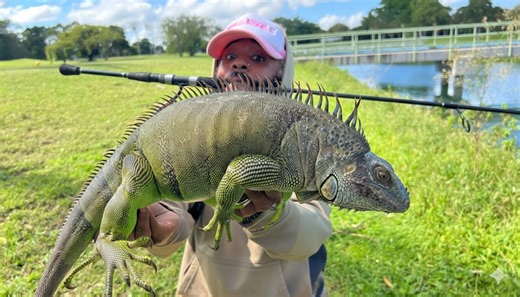 This man caught a world record iguana
