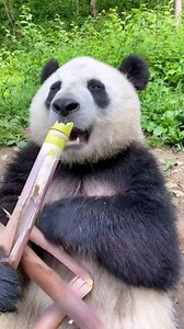 First time see a panda eating bamboo. Look delicious.