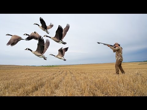 SOLO GOOSE HUNTING a FRESH Cut Wheat Field! (Early Season)