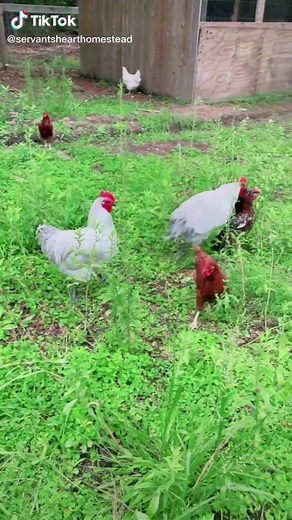 How Do Chickens Mate? Understanding the Reproductive Process