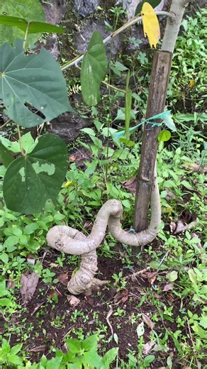 Discover Waru India: Unique Bonsai Tree Highlights