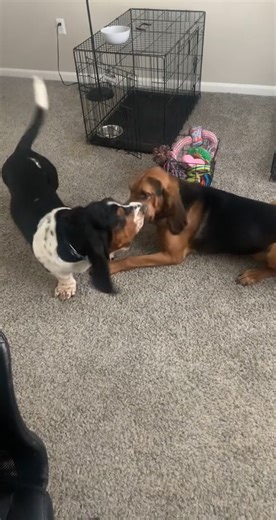#BassetHound #BassetLife #BassetHoundLove #FloppyEars #CuteDogReels #FunnyDogVideos #DogReelsUSA #DogsofFacebook #PetsOfUSA #ReelsFBViral | fun with Norman
