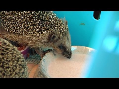 Autumn is hedgehog season!