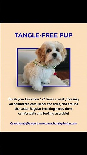 Cavachon Grooming Tips for Soft, Mat-Free Coats #Cavachons #DogGrooming