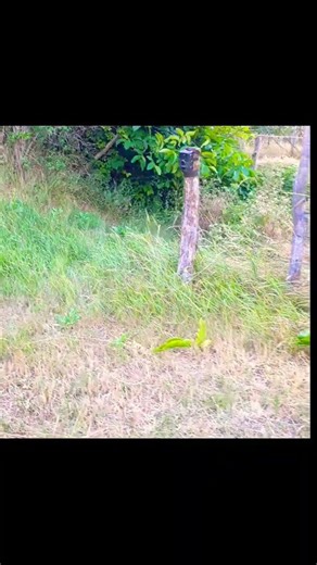 Установил ловушку #лиса #fox #shorts