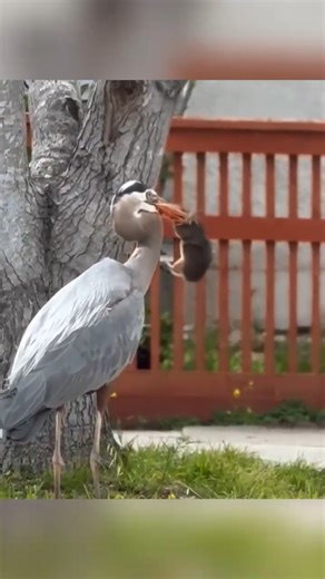 “Two Killers, One Lesson — The Wild Runs on Perfect Timing!”